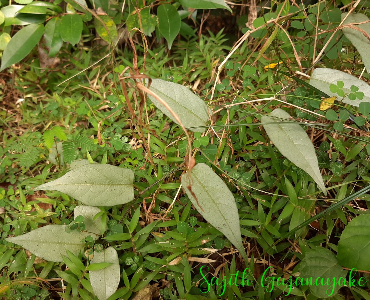 Aristolochia indica L.